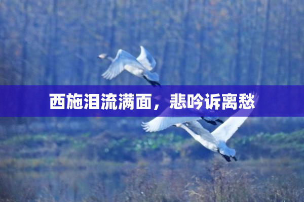 西施泪流满面，悲吟诉离愁