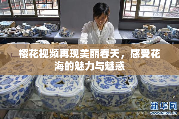 樱花视频再现美丽春天，感受花海的魅力与魅惑
