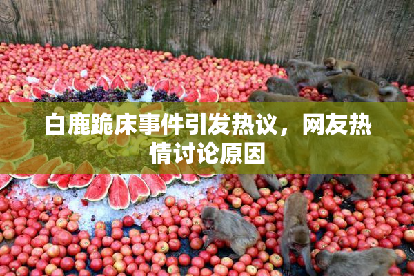 白鹿跪床事件引发热议，网友热情讨论原因