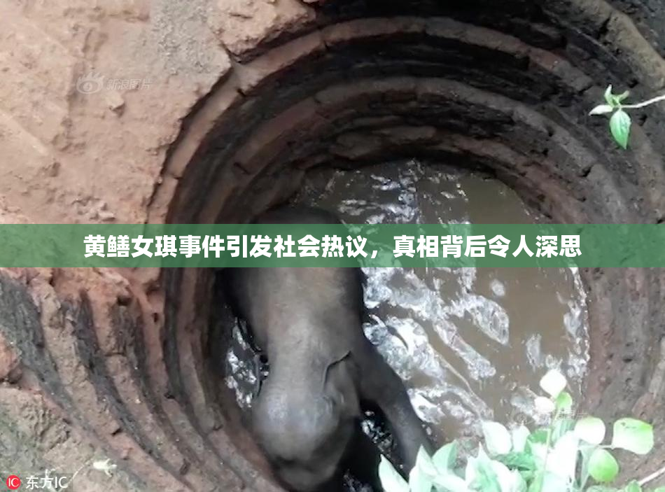 黄鳝女琪事件引发社会热议，真相背后令人深思