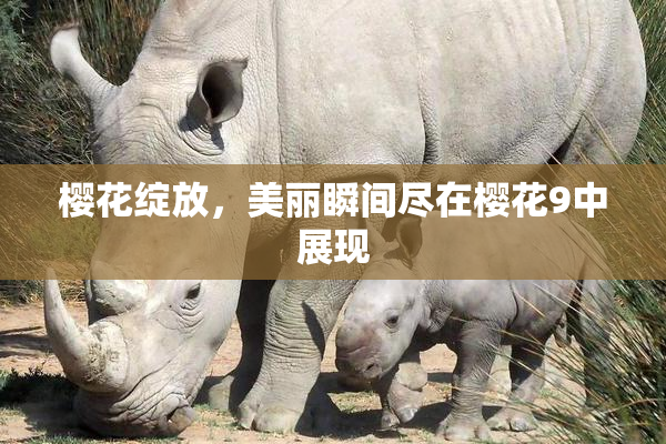 樱花绽放，美丽瞬间尽在樱花9中展现