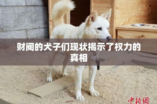 财阀的犬子们现状揭示了权力的真相