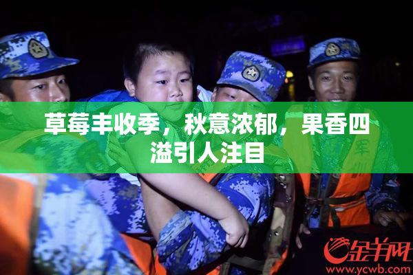 草莓丰收季，秋意浓郁，果香四溢引人注目
