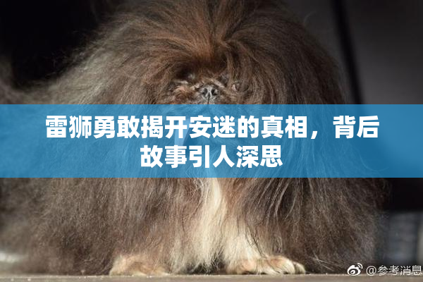 雷狮勇敢揭开安迷的真相，背后故事引人深思