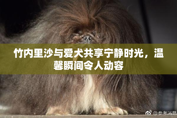 竹内里沙与爱犬共享宁静时光，温馨瞬间令人动容