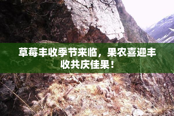 草莓丰收季节来临，果农喜迎丰收共庆佳果！