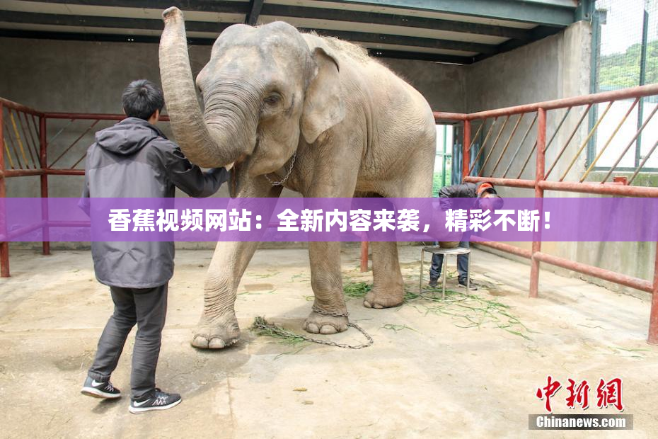 香蕉视频网站：全新内容来袭，精彩不断！
