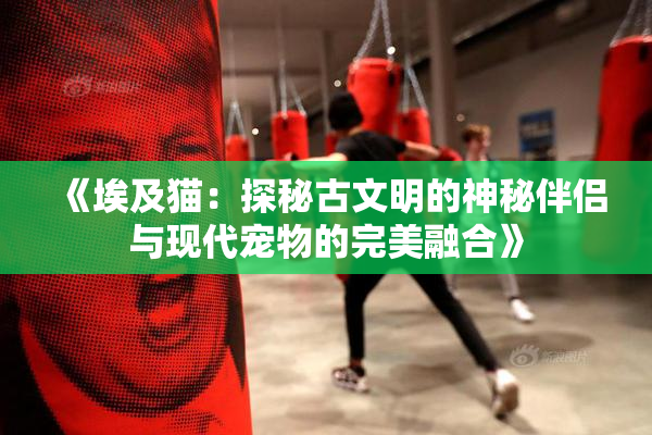 《埃及猫：探秘古文明的神秘伴侣与现代宠物的完美融合》