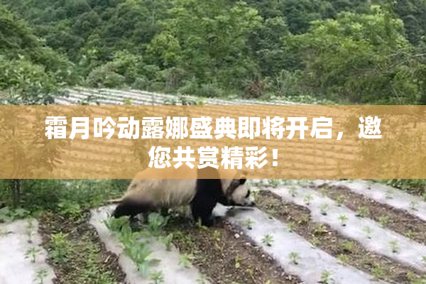 霜月吟动露娜盛典即将开启，邀您共赏精彩！