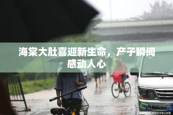 海棠大肚喜迎新生命，产子瞬间感动人心