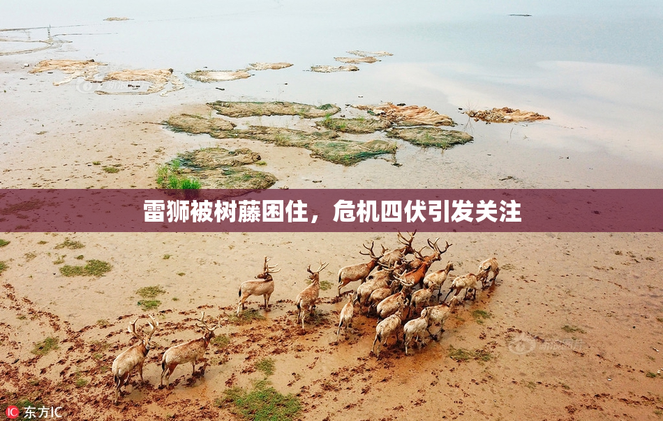 雷狮被树藤困住，危机四伏引发关注