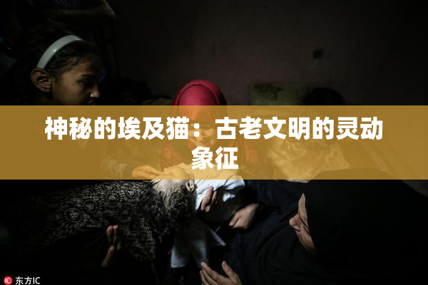 神秘的埃及猫：古老文明的灵动象征