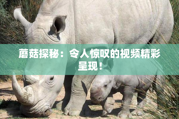 蘑菇探秘：令人惊叹的视频精彩呈现！