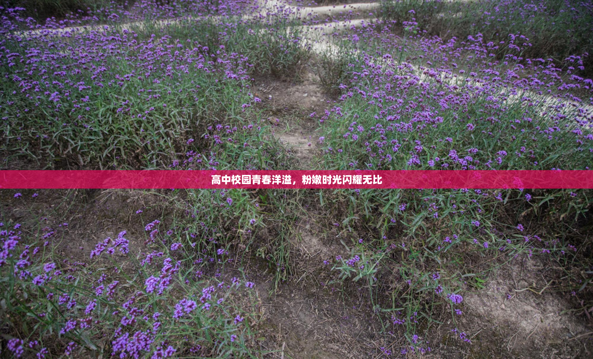 高中校园青春洋溢，粉嫩时光闪耀无比