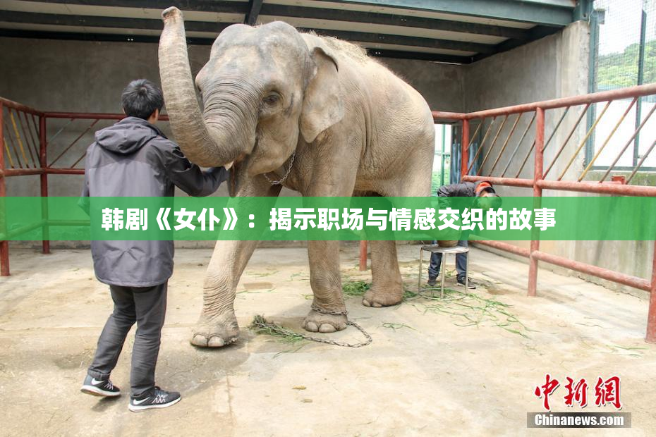韩剧《女仆》：揭示职场与情感交织的故事