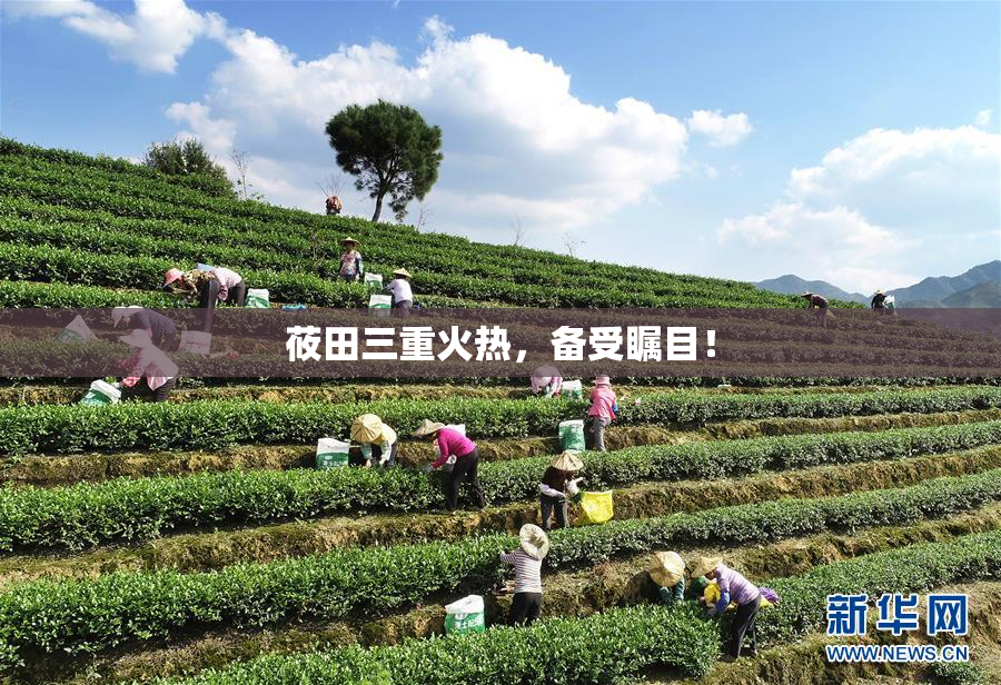 莜田三重火热，备受瞩目！