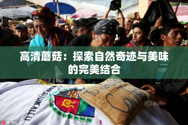 高清蘑菇：探索自然奇迹与美味的完美结合