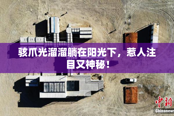 骇爪光溜溜躺在阳光下，惹人注目又神秘！