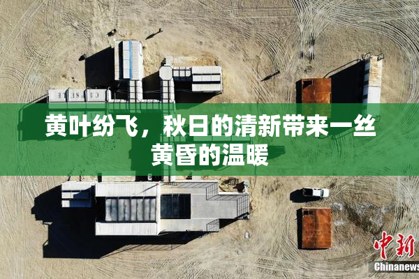 黄叶纷飞，秋日的清新带来一丝黄昏的温暖