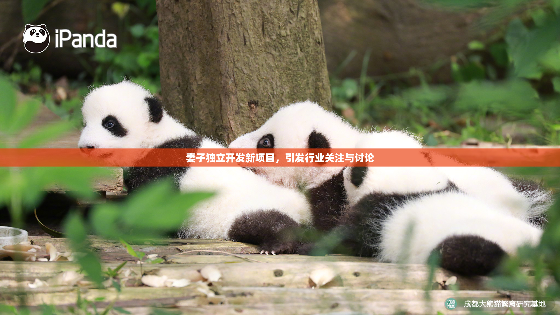 妻子独立开发新项目，引发行业关注与讨论
