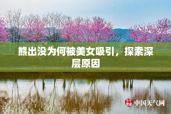 熊出没为何被美女吸引，探索深层原因