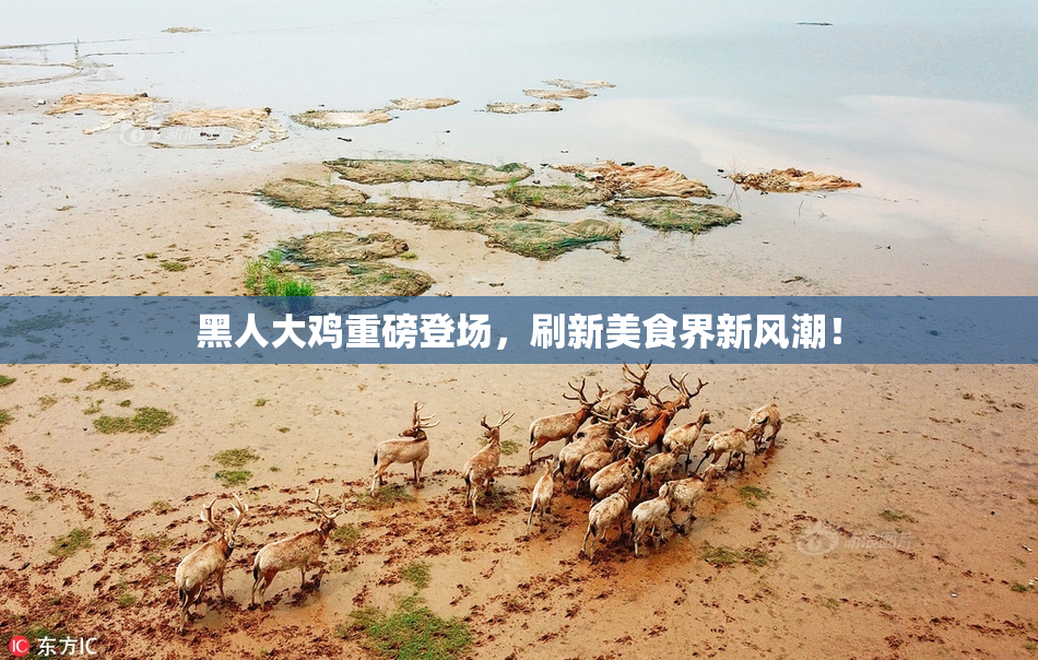 黑人大鸡重磅登场，刷新美食界新风潮！