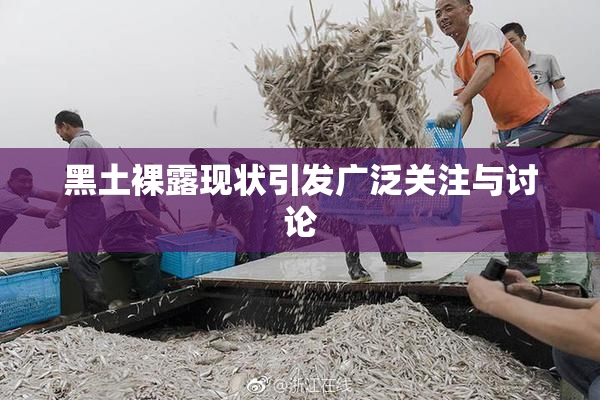 黑土裸露现状引发广泛关注与讨论