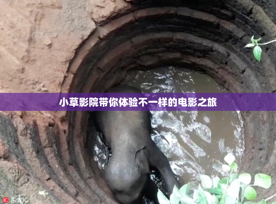 小草影院带你体验不一样的电影之旅