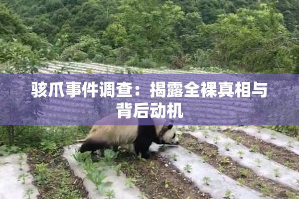骇爪事件调查：揭露全裸真相与背后动机