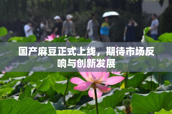 国产麻豆正式上线，期待市场反响与创新发展