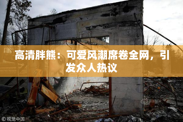 高清胖熊：可爱风潮席卷全网，引发众人热议