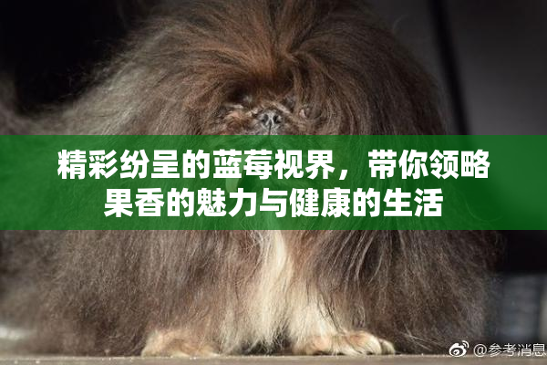 精彩纷呈的蓝莓视界，带你领略果香的魅力与健康的生活