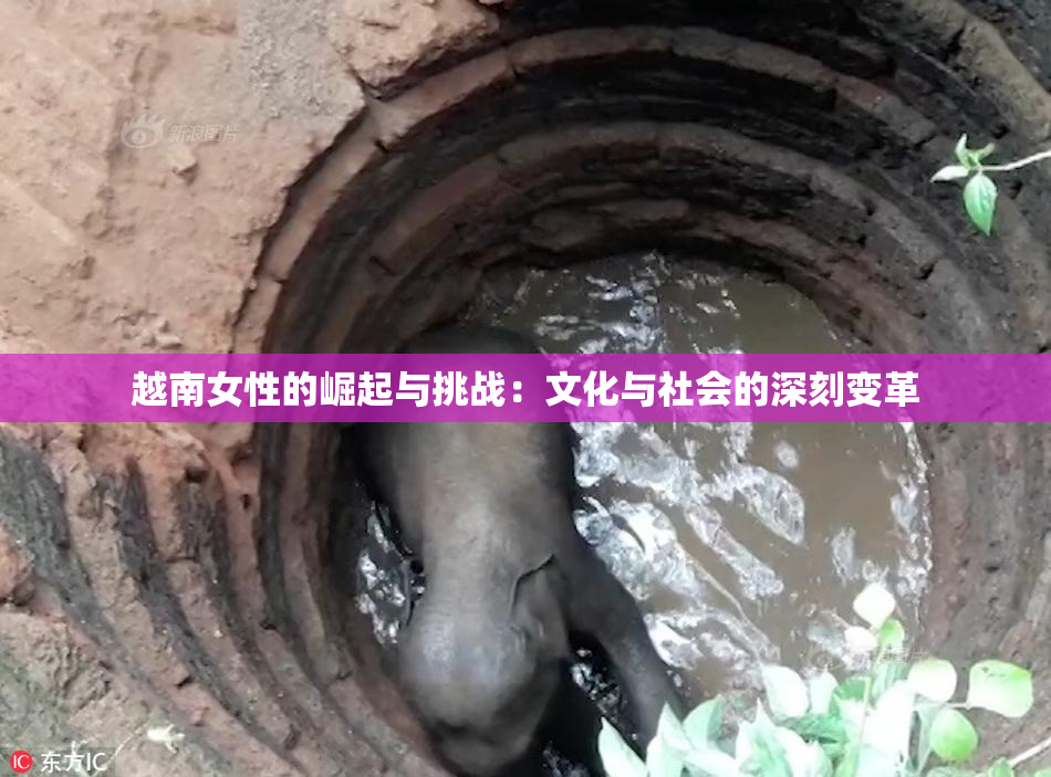 越南女性的崛起与挑战：文化与社会的深刻变革