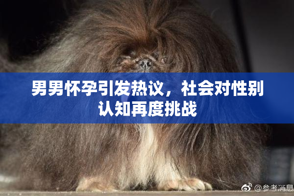 男男怀孕引发热议，社会对性别认知再度挑战