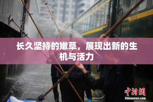 长久坚持的嫩草，展现出新的生机与活力