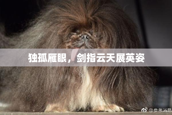 独孤雁眼，剑指云天展英姿