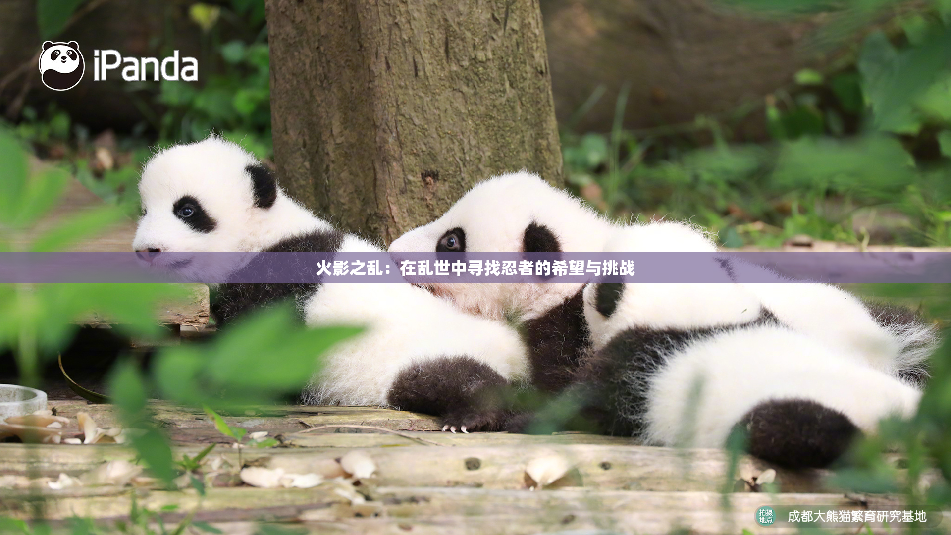 火影之乱：在乱世中寻找忍者的希望与挑战