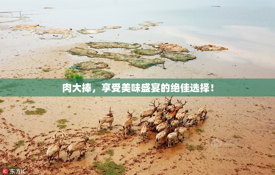 肉大捧，享受美味盛宴的绝佳选择！