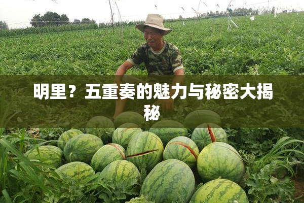 明里？五重奏的魅力与秘密大揭秘