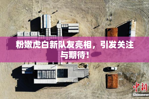 粉嫩虎白新队友亮相，引发关注与期待！