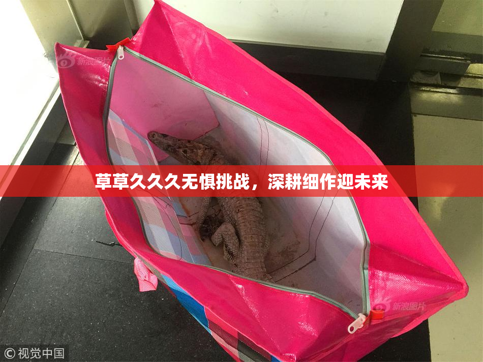 草草久久久无惧挑战，深耕细作迎未来