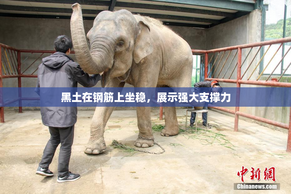 黑土在钢筋上坐稳，展示强大支撑力