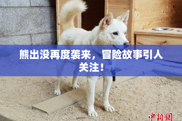 熊出没再度袭来，冒险故事引人关注！