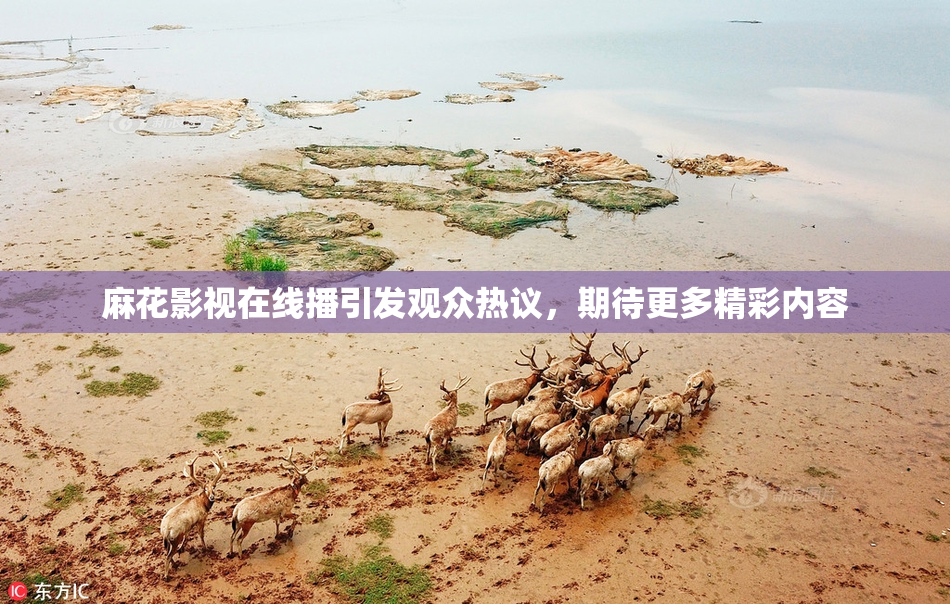 麻花影视在线播引发观众热议，期待更多精彩内容
