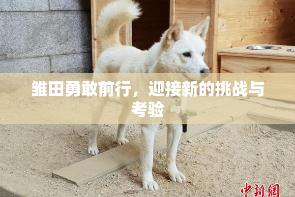 雏田勇敢前行，迎接新的挑战与考验