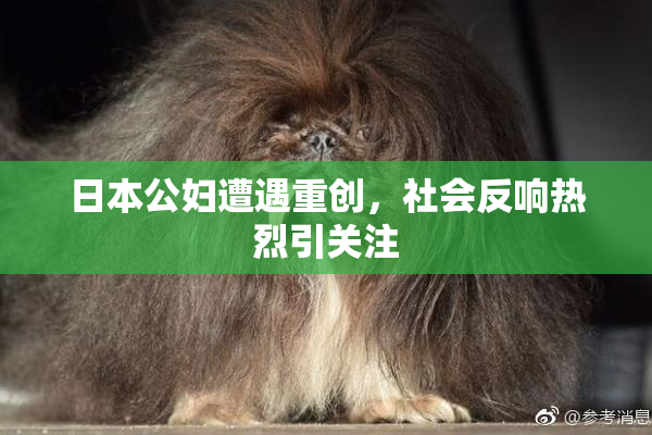 日本公妇遭遇重创，社会反响热烈引关注