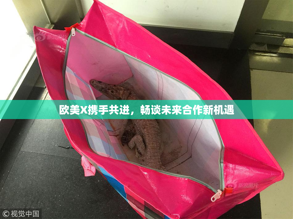 欧美X携手共进，畅谈未来合作新机遇