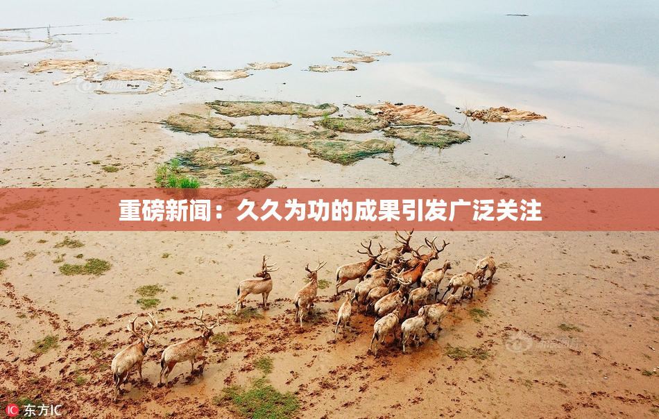 重磅新闻：久久为功的成果引发广泛关注