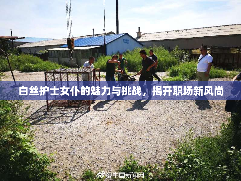 白丝护士女仆的魅力与挑战，揭开职场新风尚