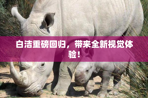 白洁重磅回归，带来全新视觉体验！
